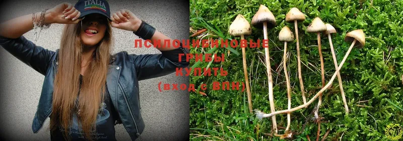 купить   Сатка  MEGA сайт  Псилоцибиновые грибы Psilocybe 